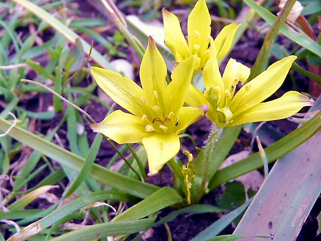 Gagea granatellii
